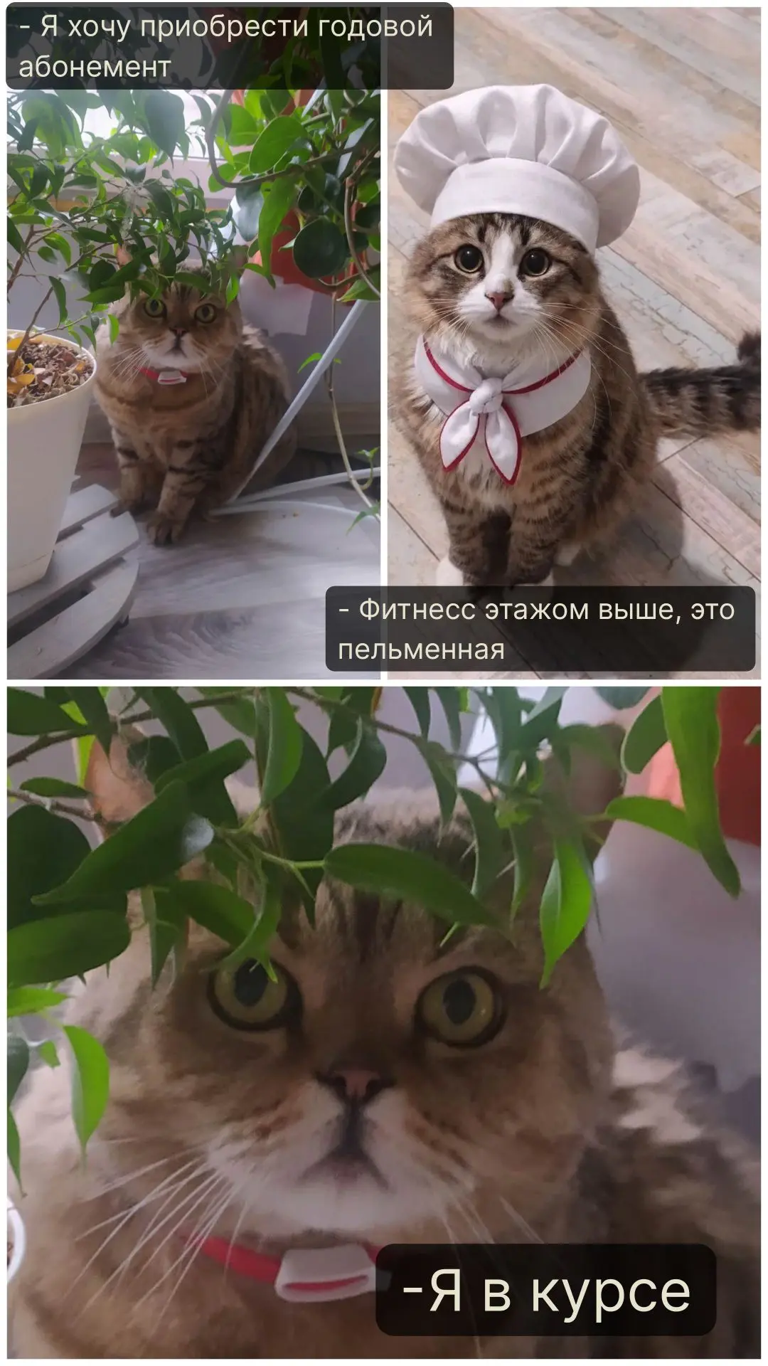 Свежий шедевр в рубрику #котомемы — когда точно знаешь что тебе нужно от этой жизни🥟👨...