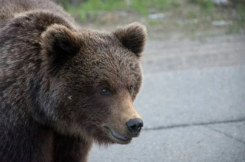 Нижегородские медведи могут уйти в спячку только в конце ноября или начале декабря