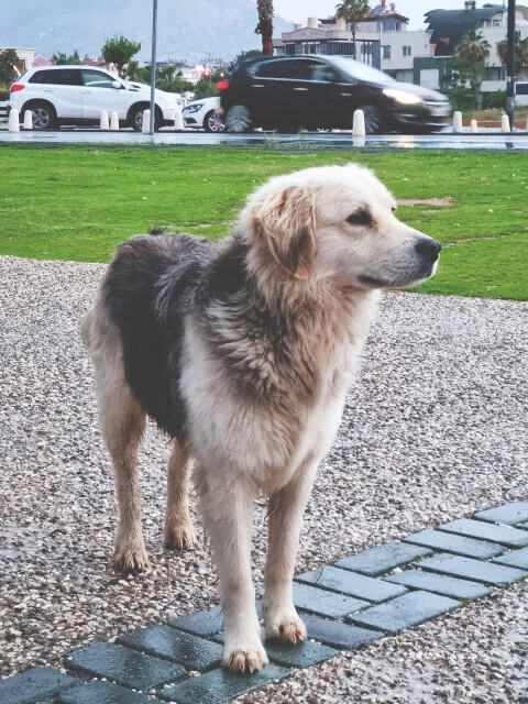 🐶 Овчарка покусала девятилетнего ребёнка в Ступино