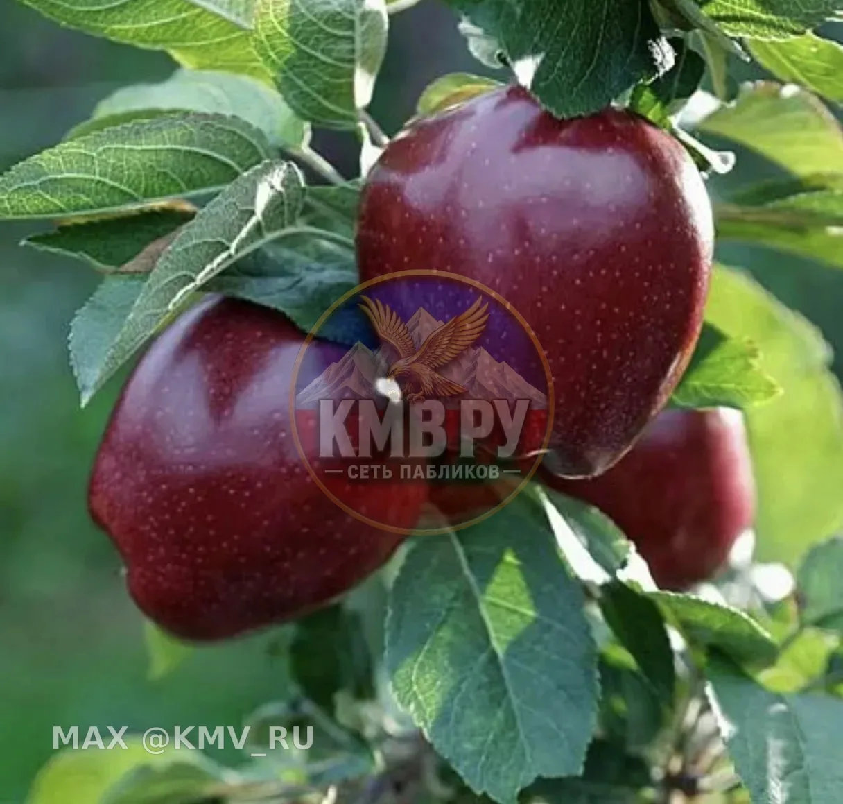 Золотая медаль едет в Георгиевский округ! 🥇🍎