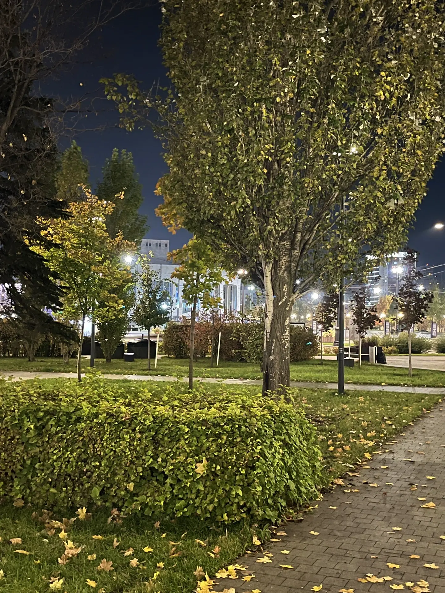 Вечер на эспланаде 🍁✨