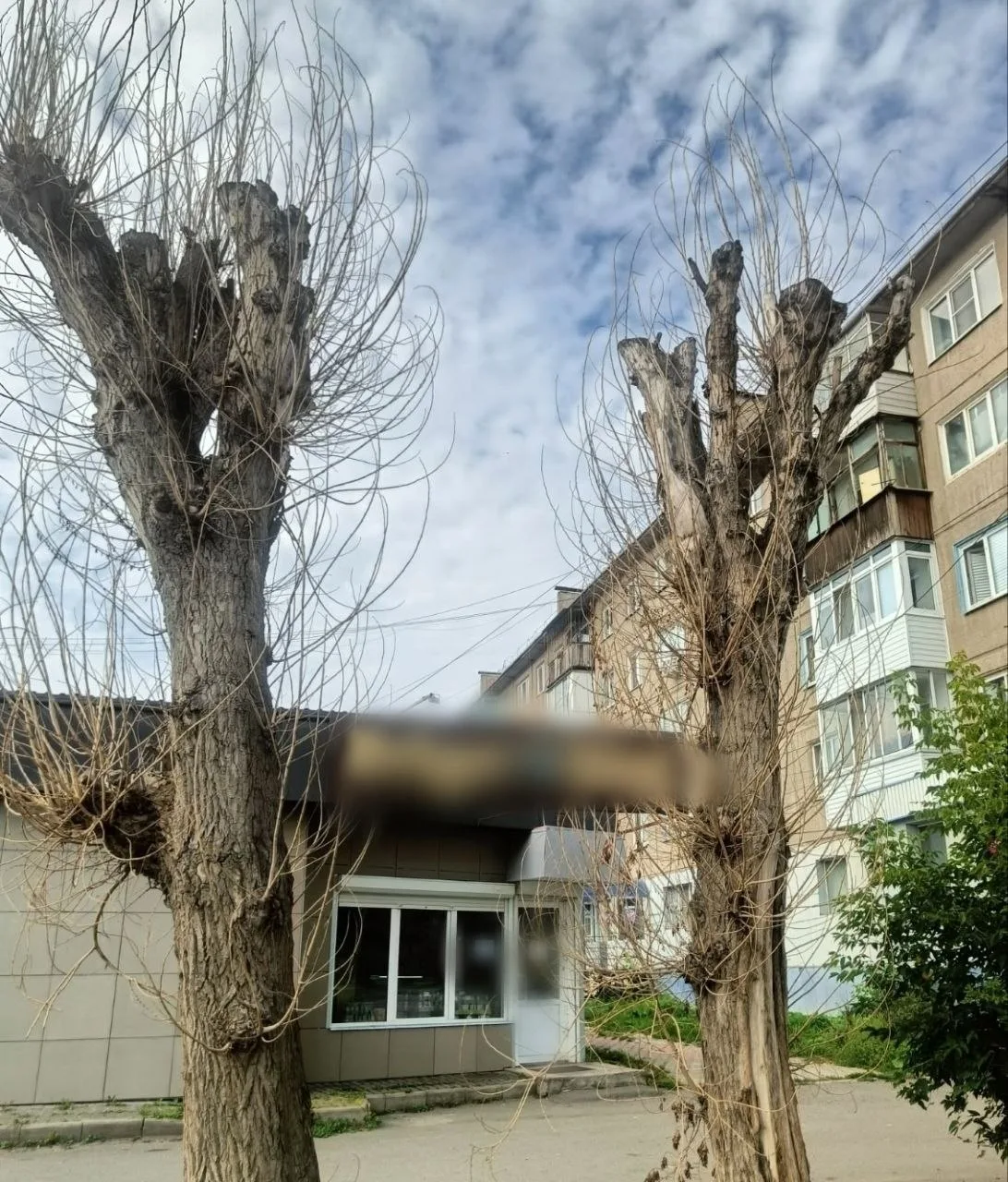 ⚡️Ачинец требует возбуждения дела из-за гибели тополей после их обрезки