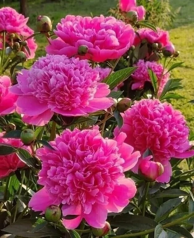 Шикарные пионы в саду