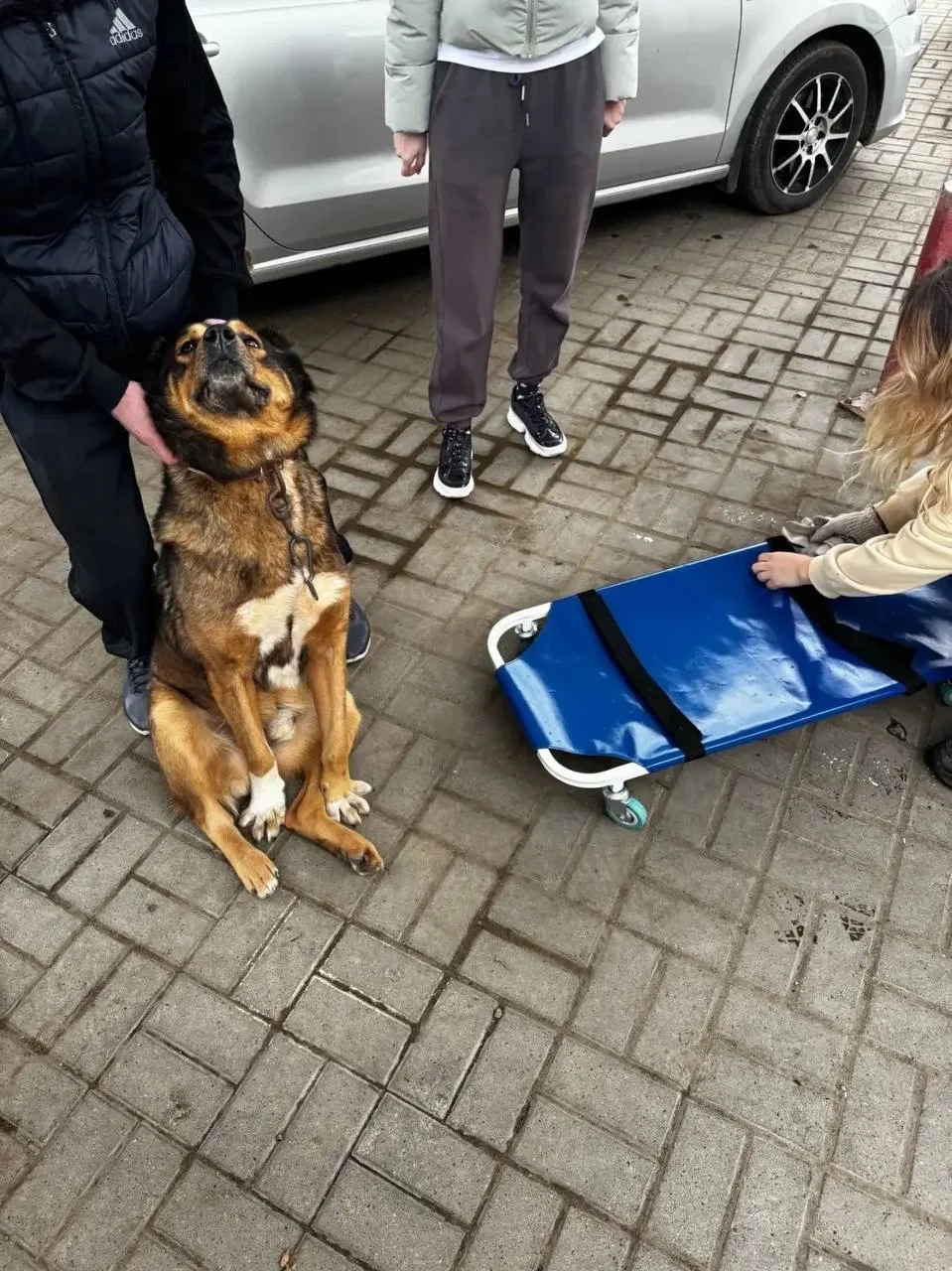 ❗На заправке Лукойл на въезде в Ижевск данный автомобиль умышленно переехал собаку, пос...
