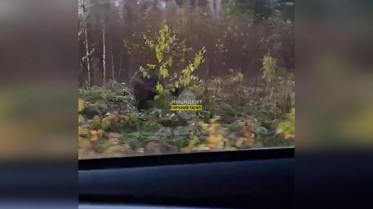 Под Нижним Тагилом дикие кабаны разгуливают по садам.