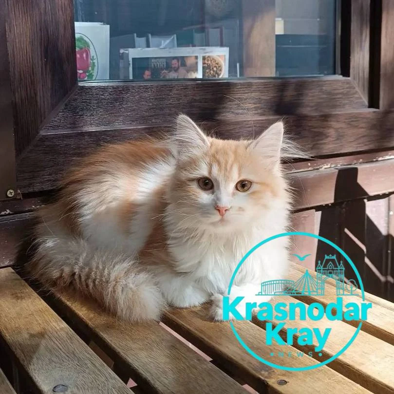 🆘 В Краснодаре две девушки забрали из магазина четырёхмесячного котёнка