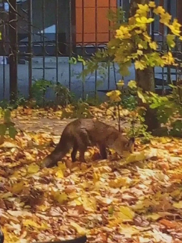 🦊 Лесная гостья замечена в Перово, в районе 3-й Владимирской