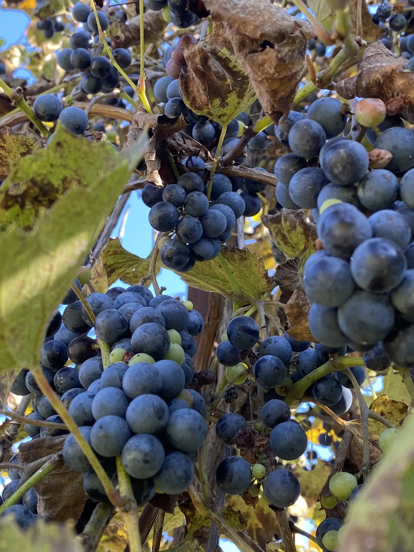 🍇Продается домашний виноград! 🍇