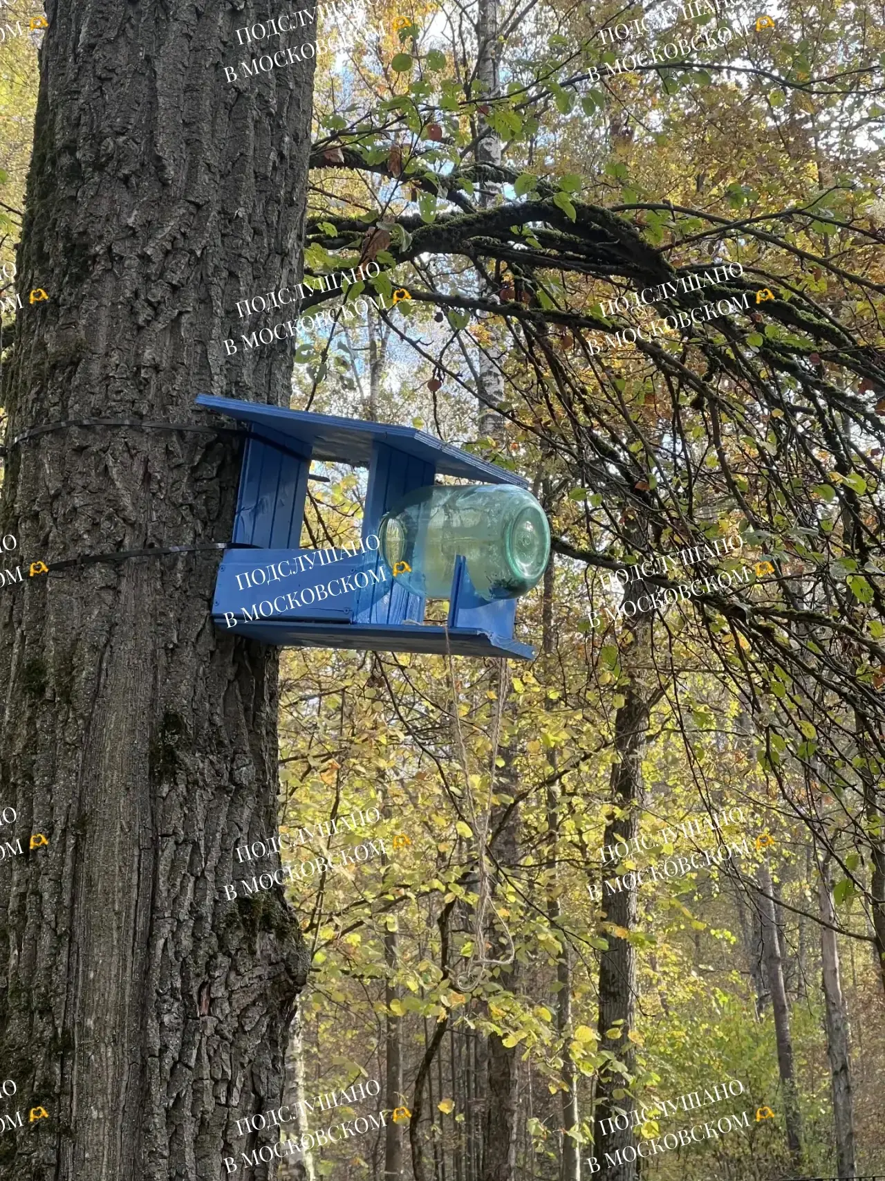 🤩🐦Это что-то новенькое: подписчица прислала фото странной конструкции в парке «Филато...