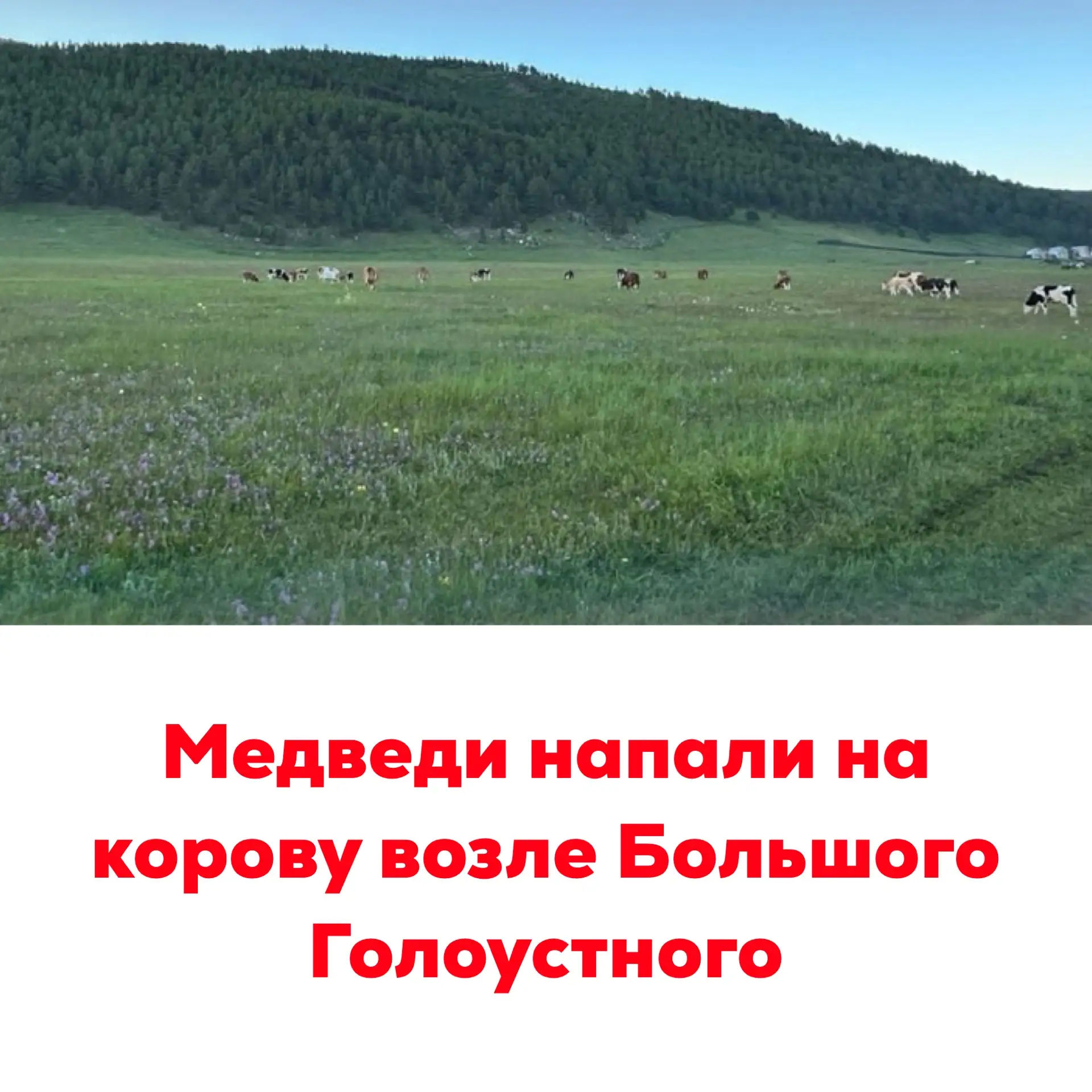 🔴Медведи напали на корову возле Большого Голоустного
