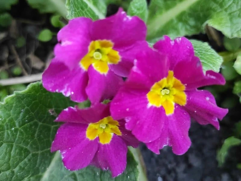 🌺🌼🌸У жительницы Первомайского округа в октябре цветёт примула