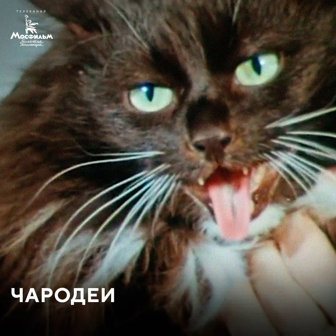 Кота в фильме «Чародеи» озвучил Георгий Вицин. Голос актёра легко узнаётся в известных ...