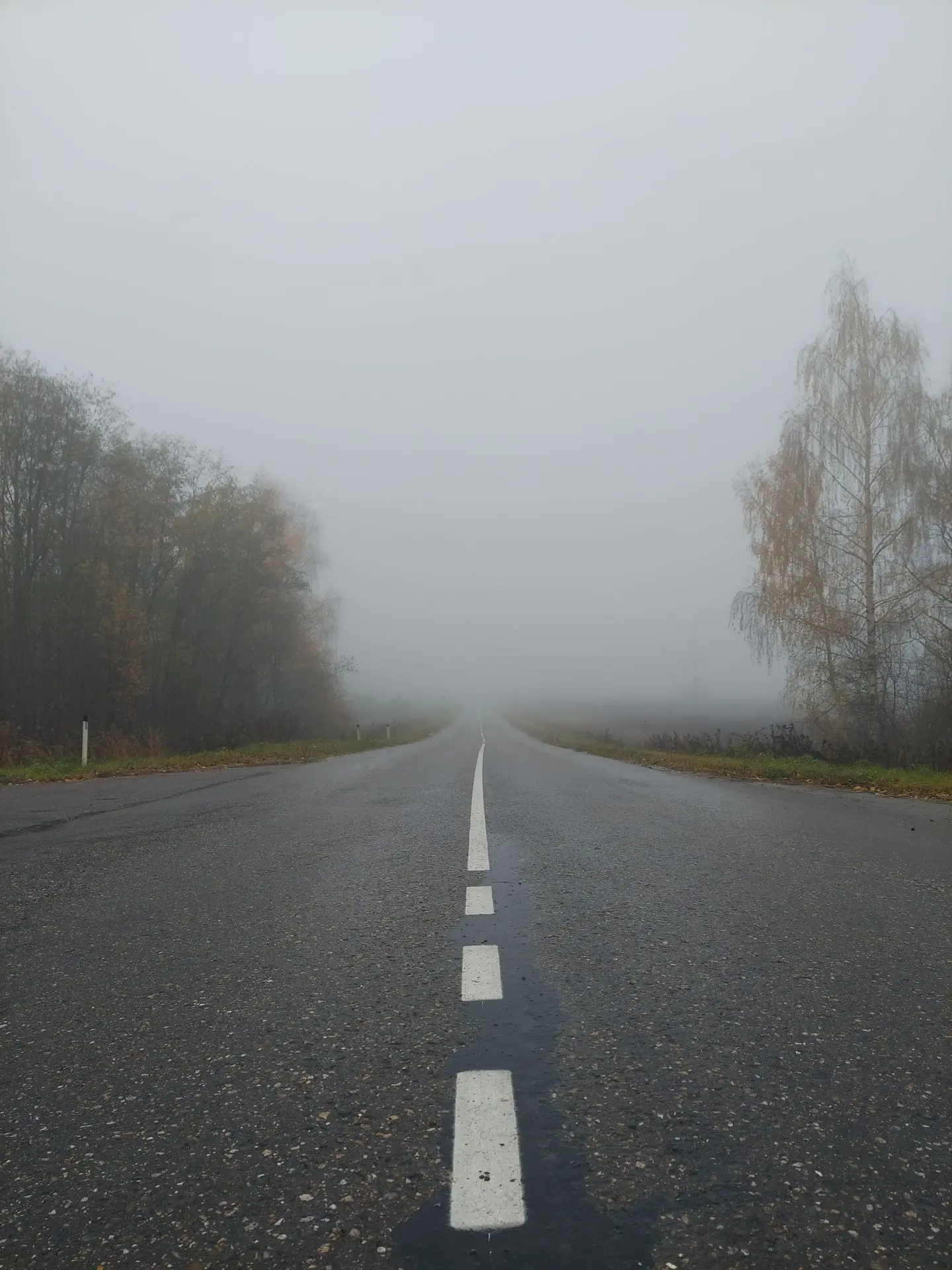 Медведи, лоси и мы.