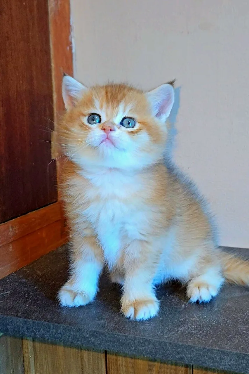 Продам шотландского котёнка, мальчик, Енакиево