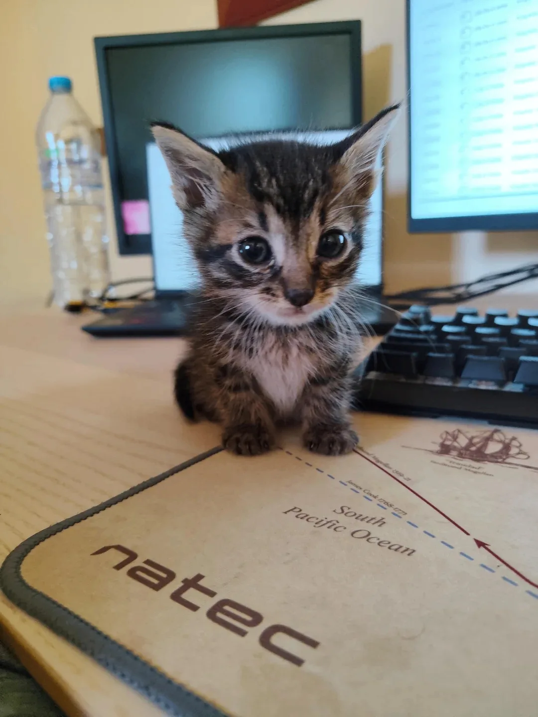 Твой первый рабочий день на новой работе 😸