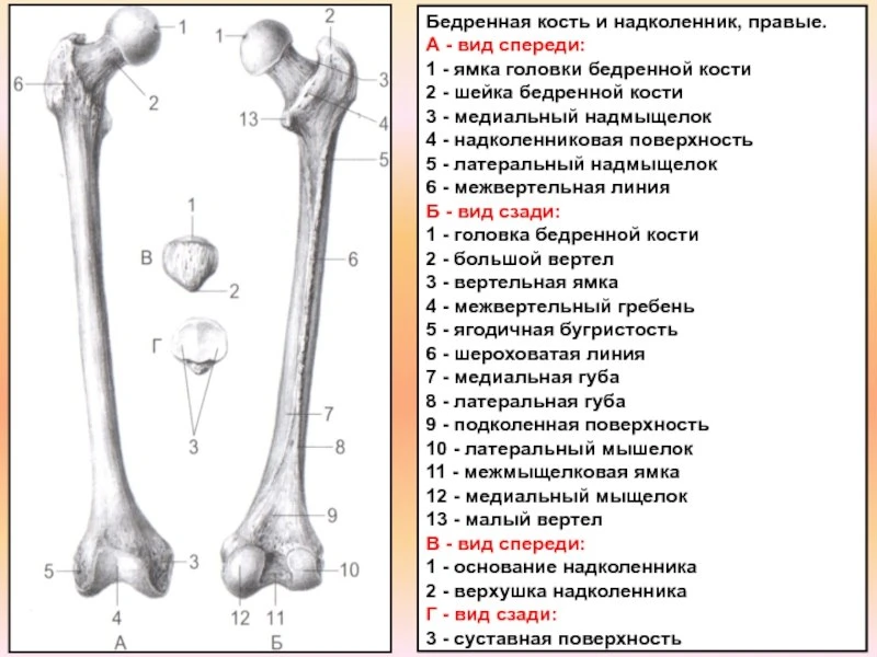 ⭐️ Бедренная кость и надколенник