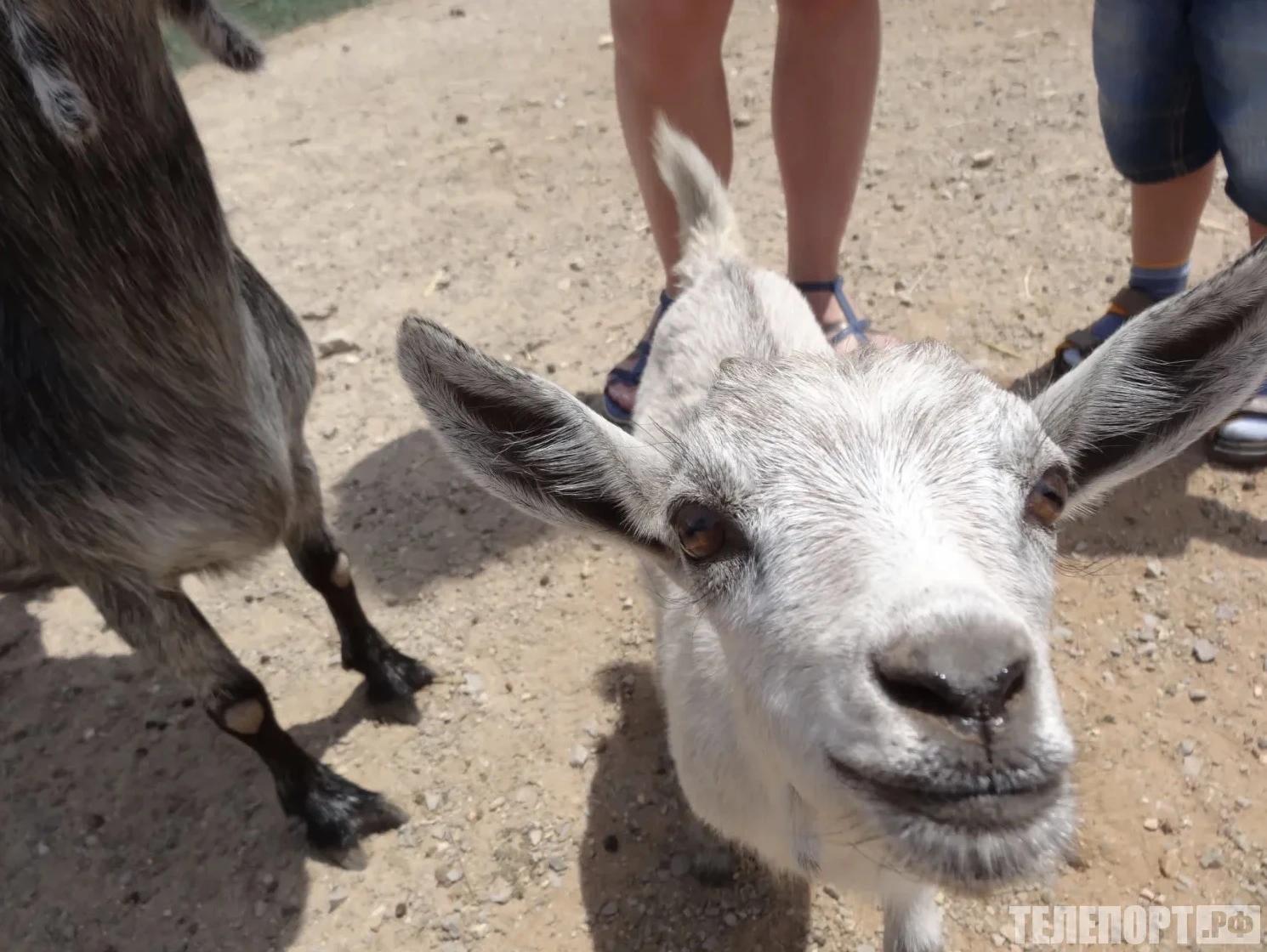 🐐Чуму мелких жвачных искали у сотен овец и коз