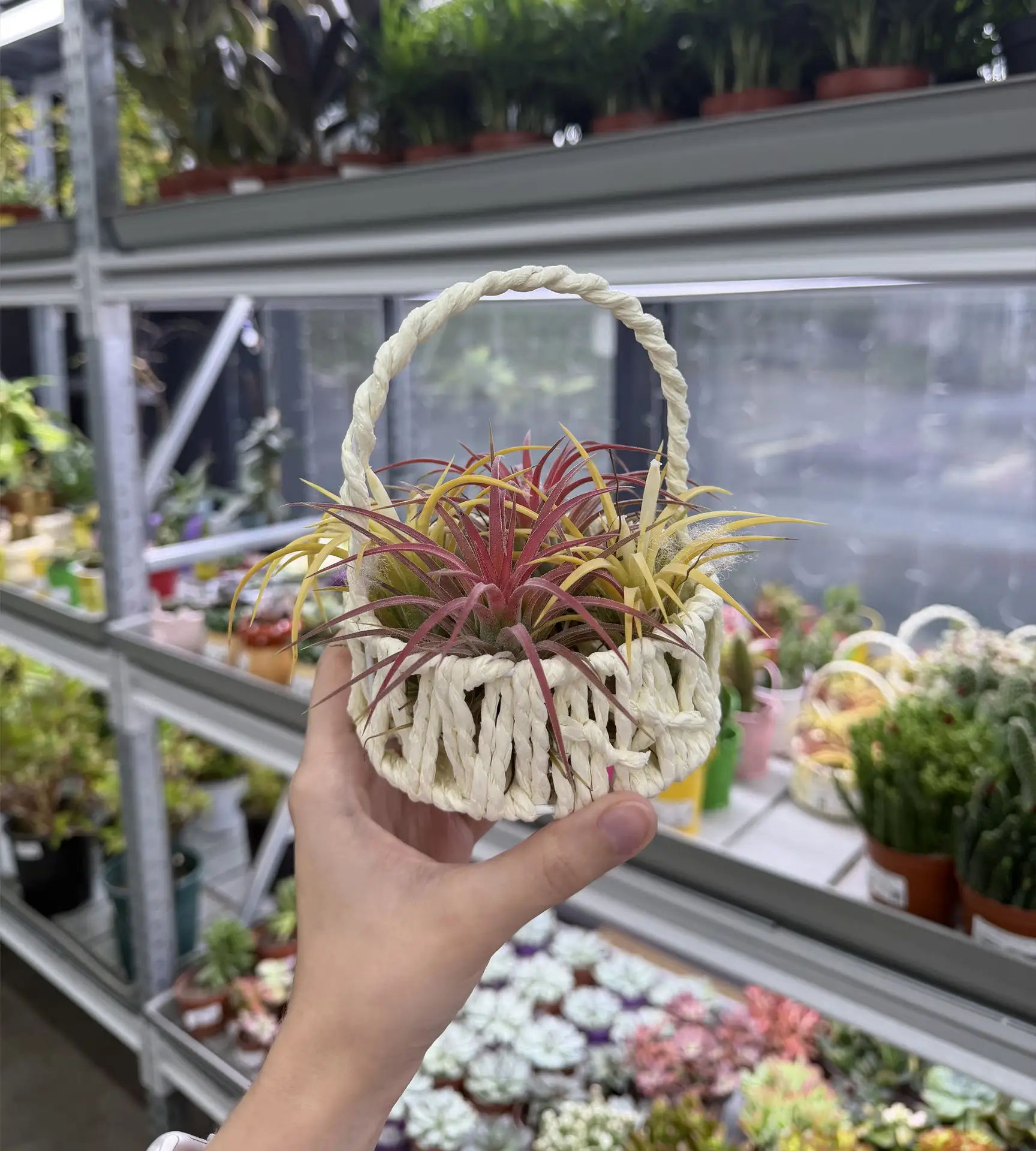 🌿Яркие кактусы и суккуленты🌿