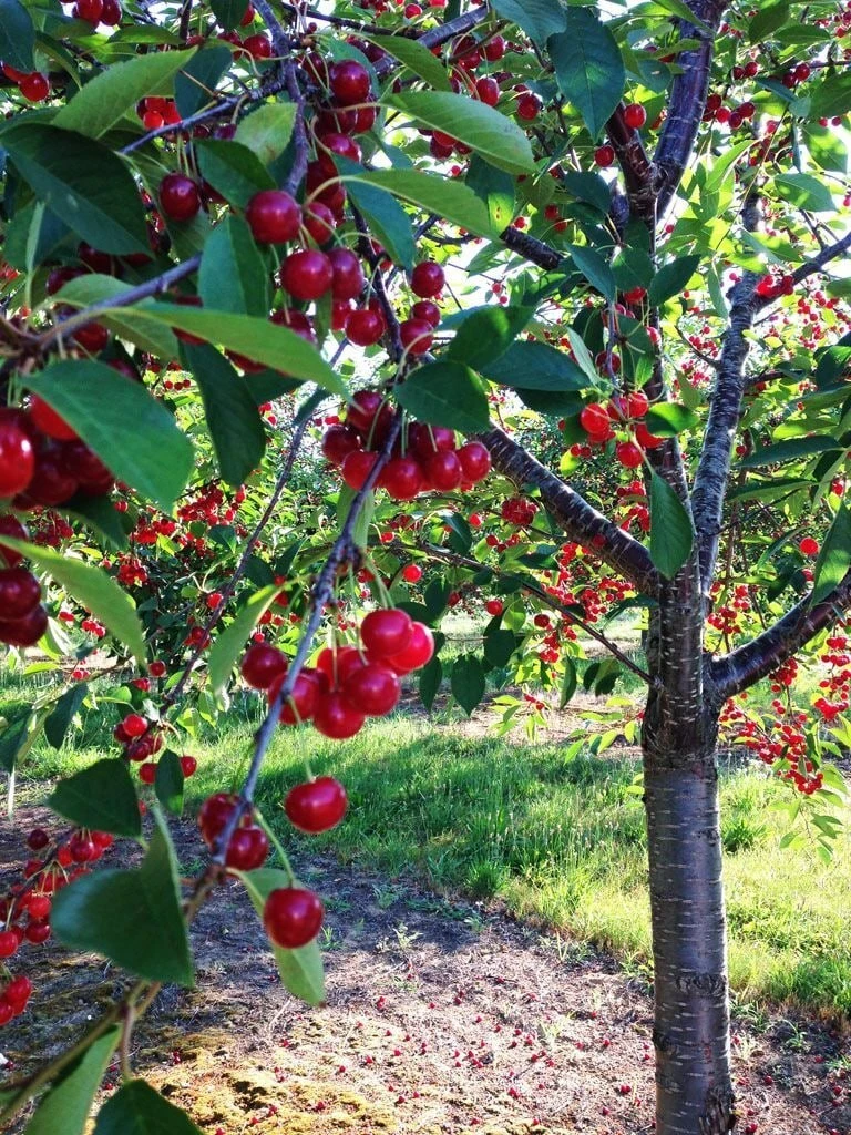 Подкормка вишни после урожая 🍒