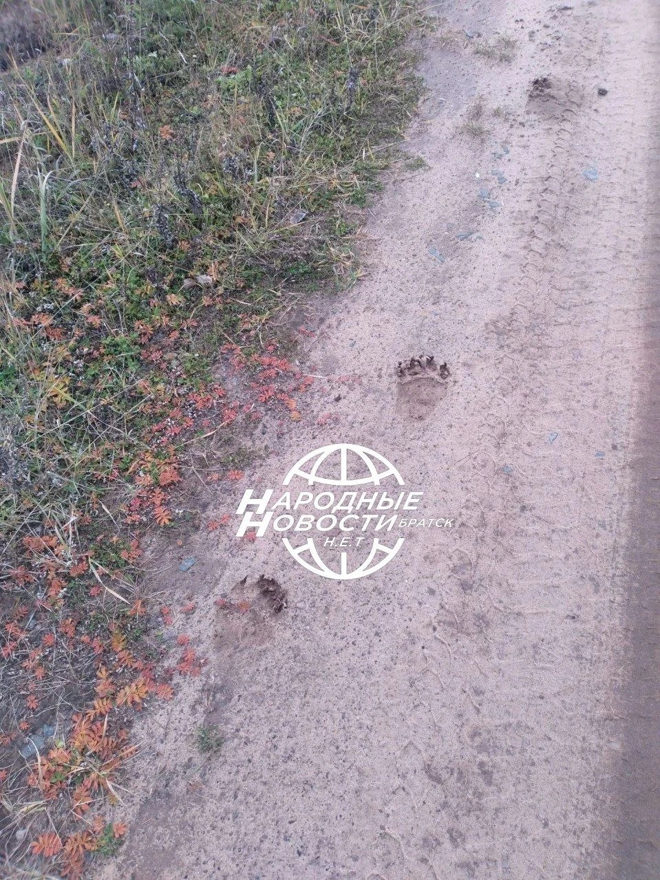 Медведь ходит недалеко от детсада