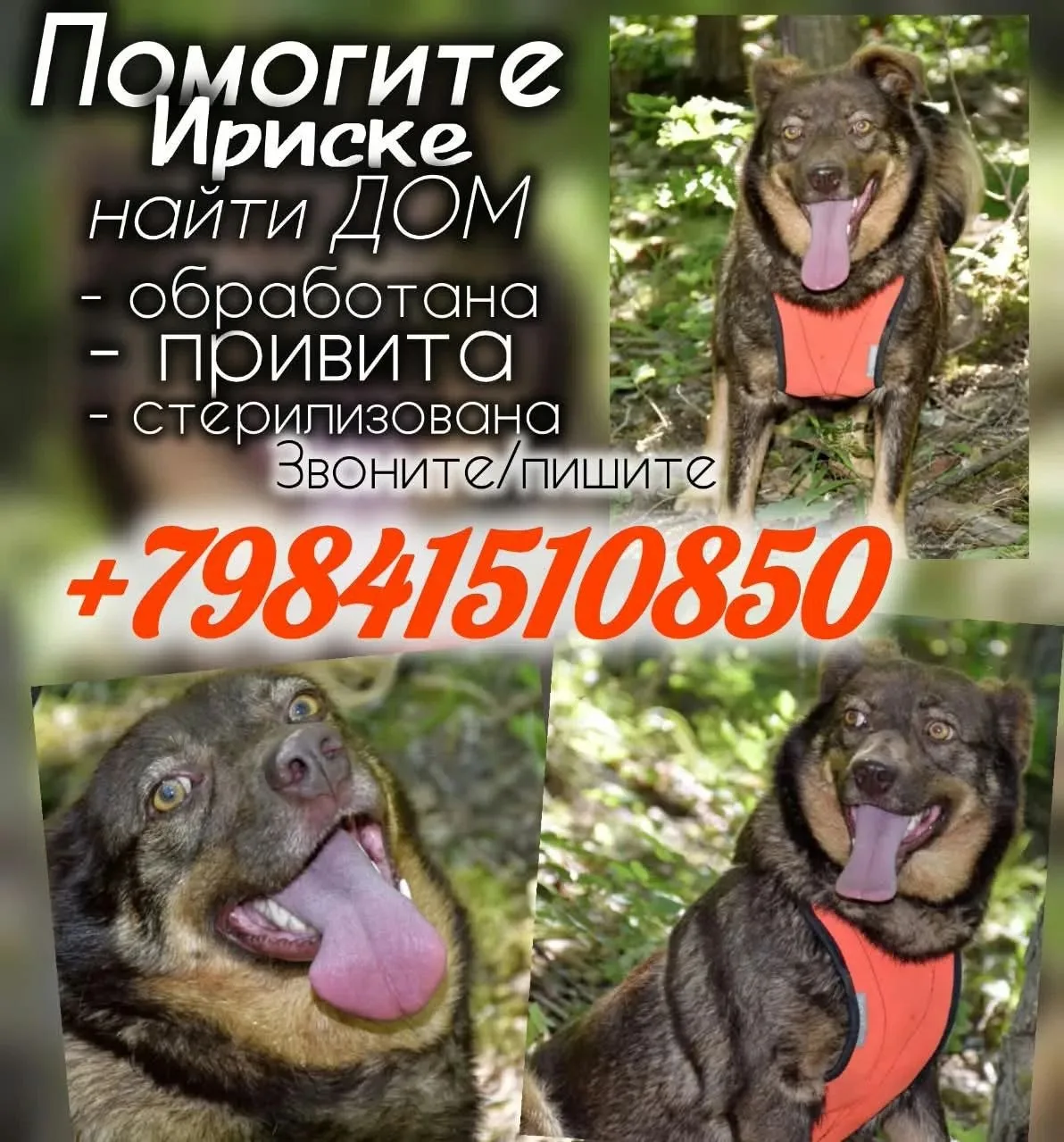 Ириска/1 год/ – лучший друг для человека!