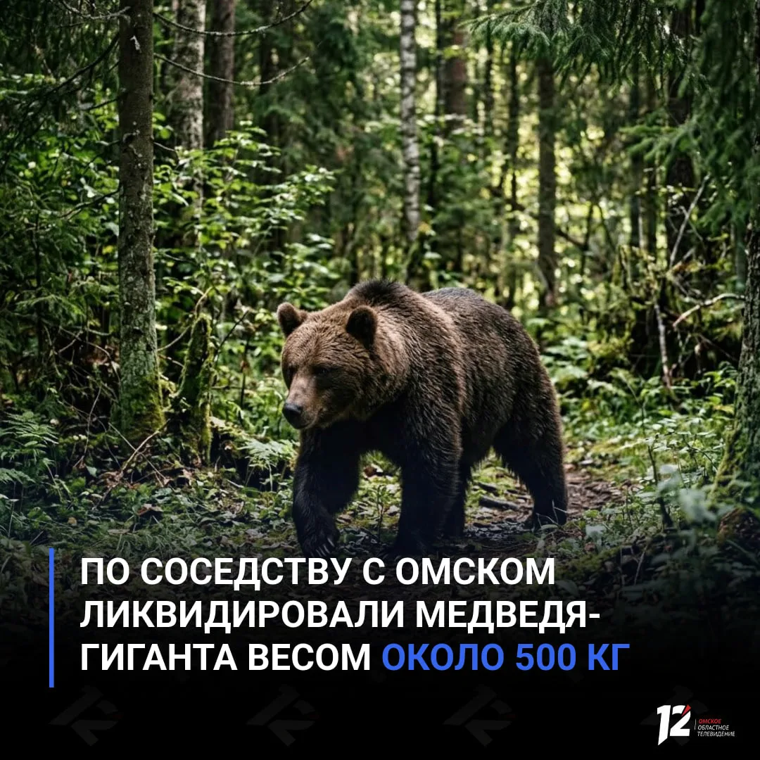 🐻 По соседству с Омском ликвидировали медведя-гиганта весом около 500 кг