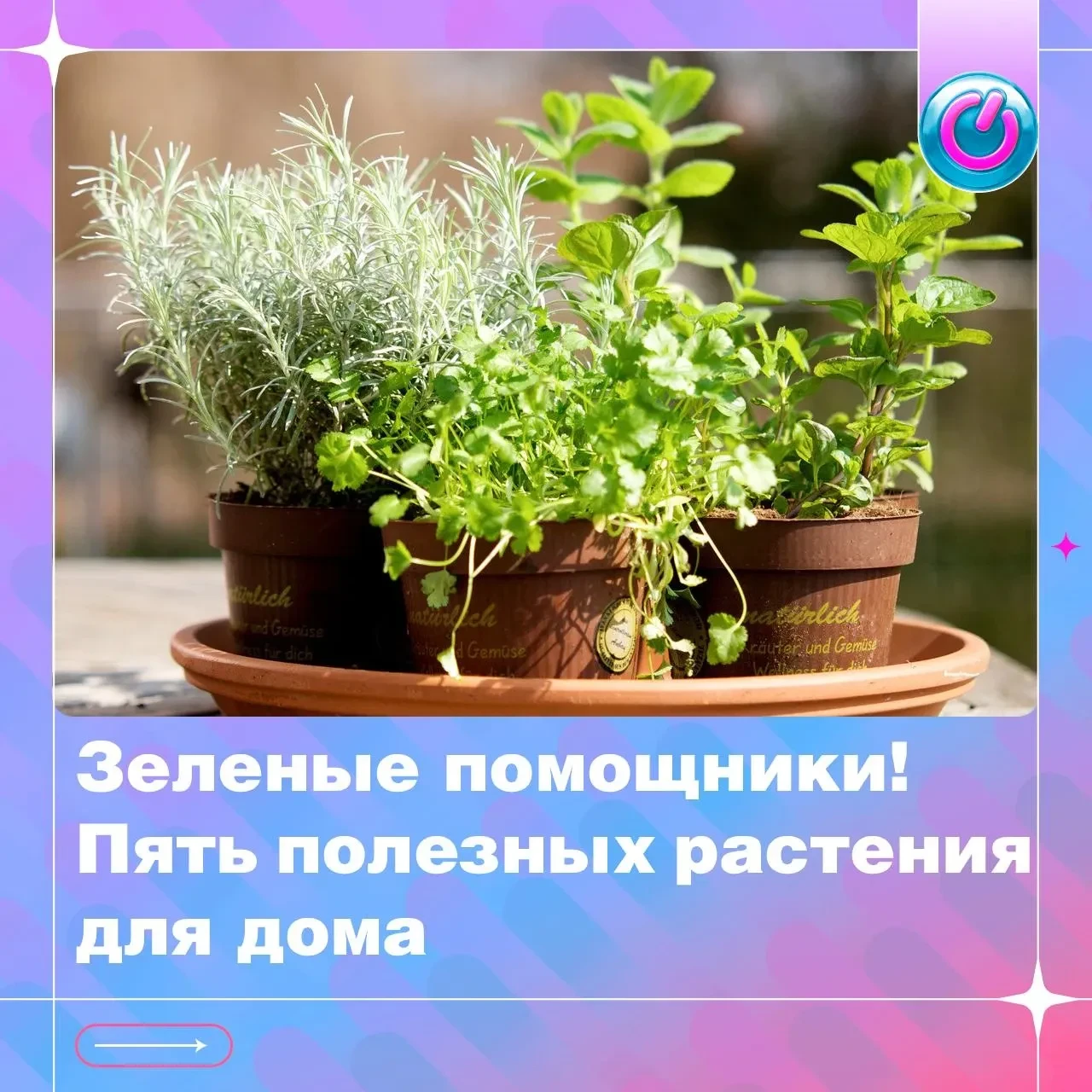 Эти растения могут не только украшать подоконник. Одни помогают поддерживать влажность ...