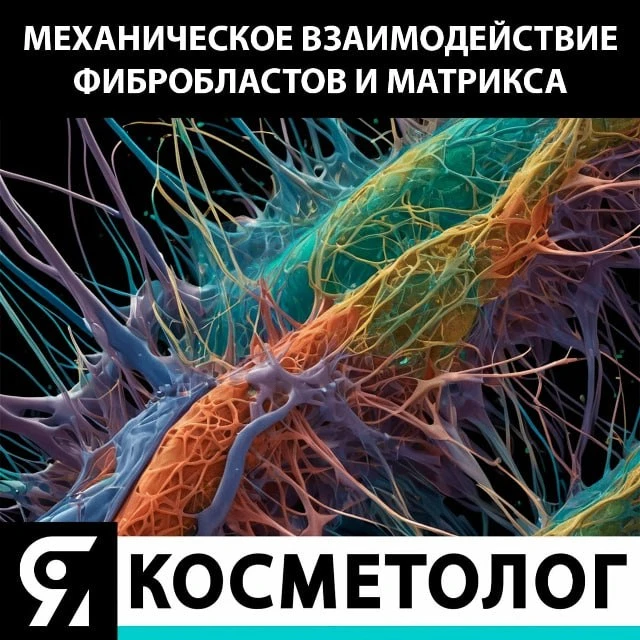 Механическое взаимодействие фибробластов и матрикса