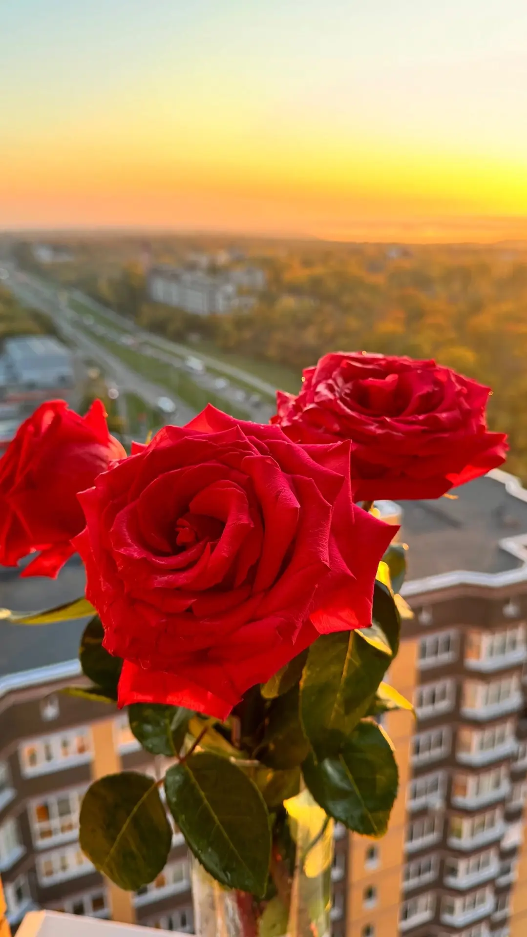 Доброе прекрасное утро понедельника, соседи🤗🌹🌇