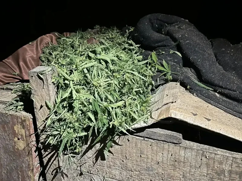 🚔 В Шадринском округе изъяли более 500 граммов каннабиса