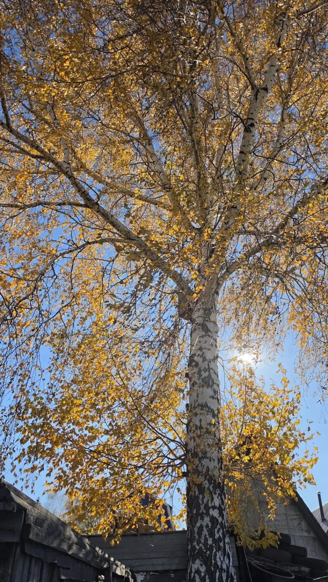 Березка 🌳