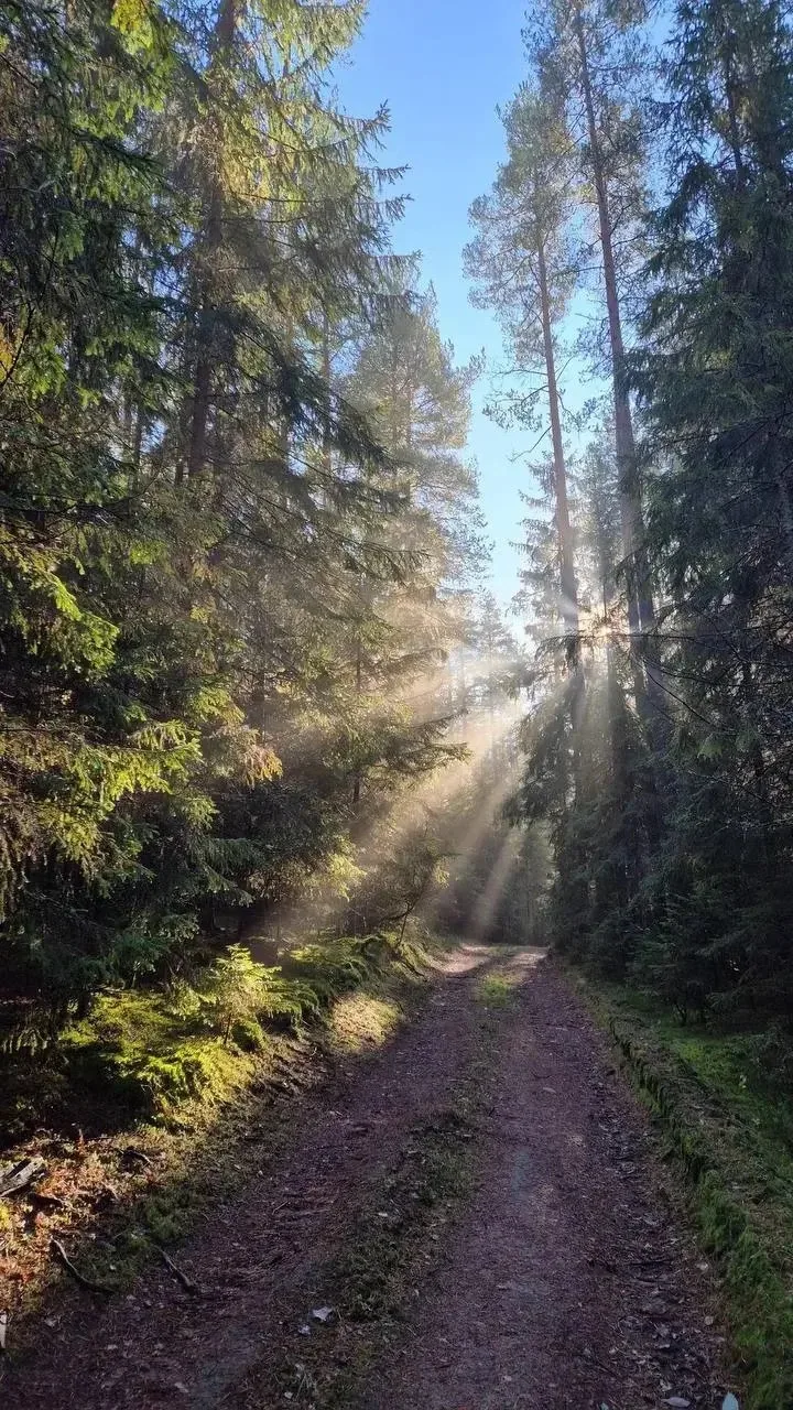🌳 В лесу Ленобласти сегодня царила невероятная атмосфера