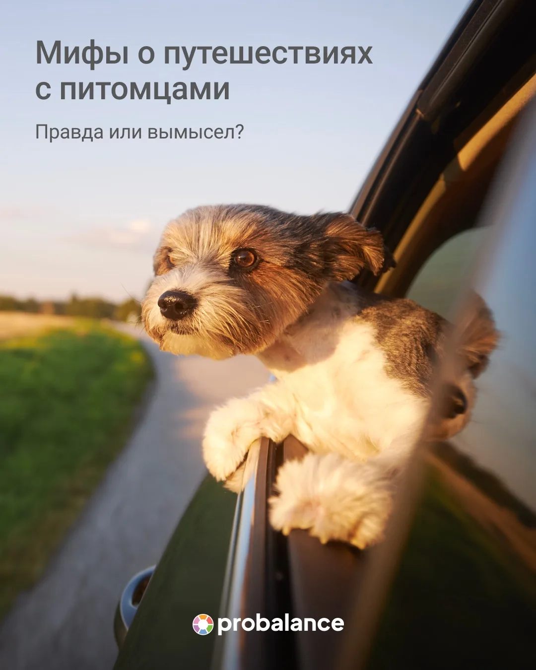 Путешествовать с любимчиком — значит не только собирать чемодан себе, но и вспоминать п...