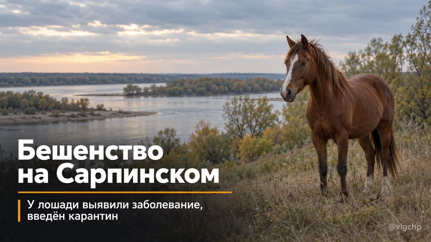 На острове Сарпинский в Волгограде выявили бешенство у лошади.
