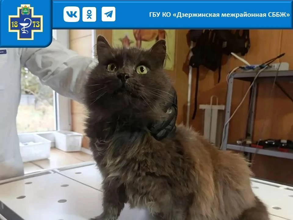 История пациента: как мы помогали коту Тимофею