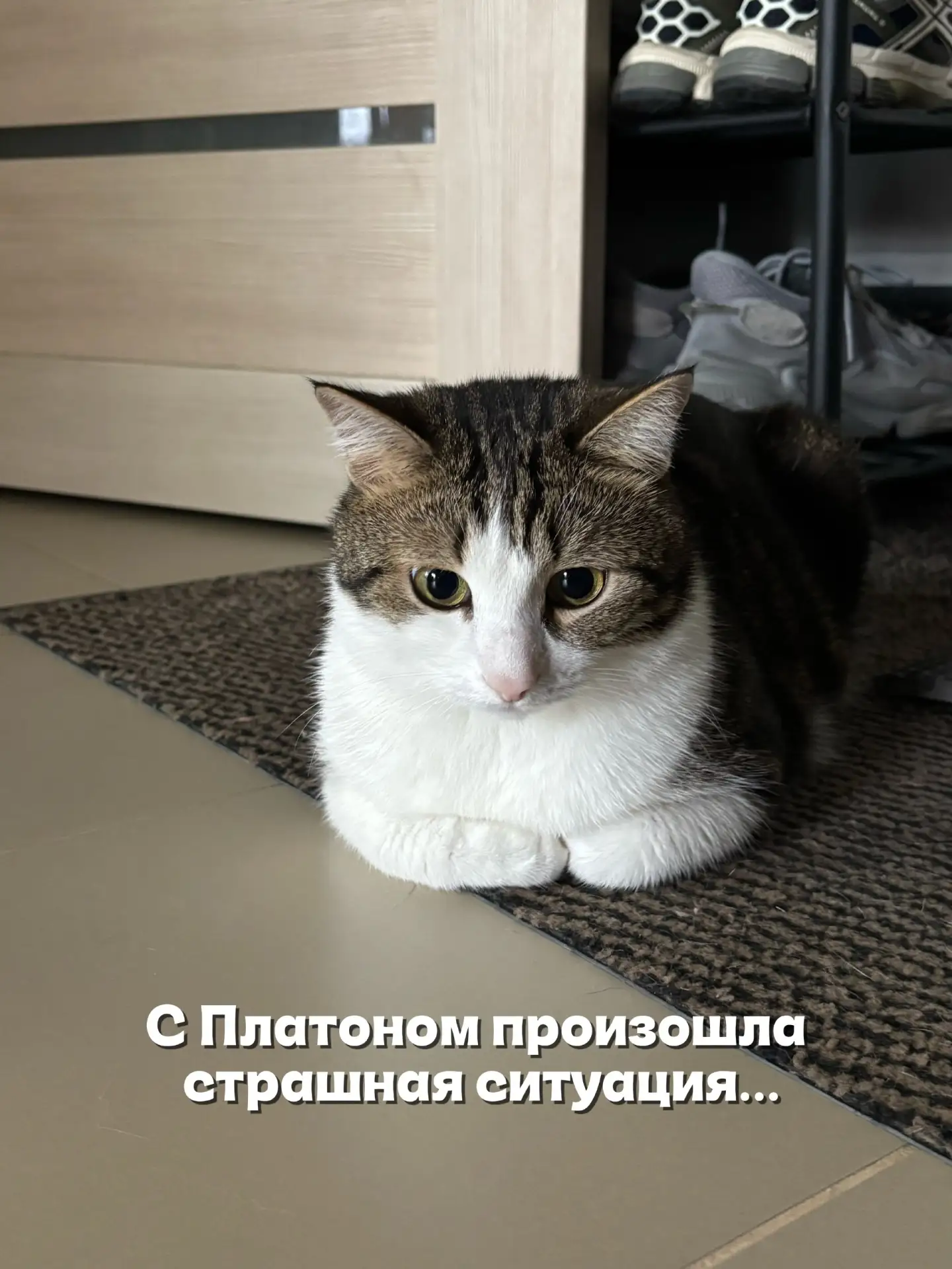 Платон, ты супер!
