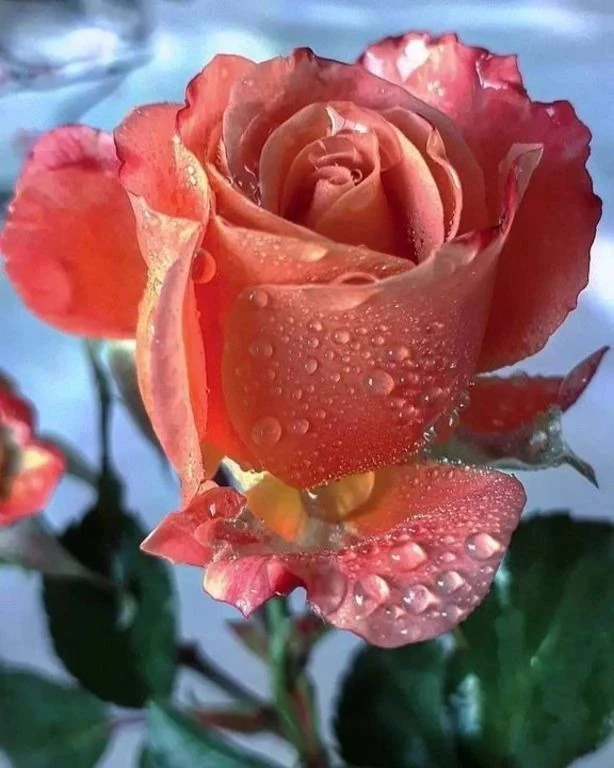 🌸🍃