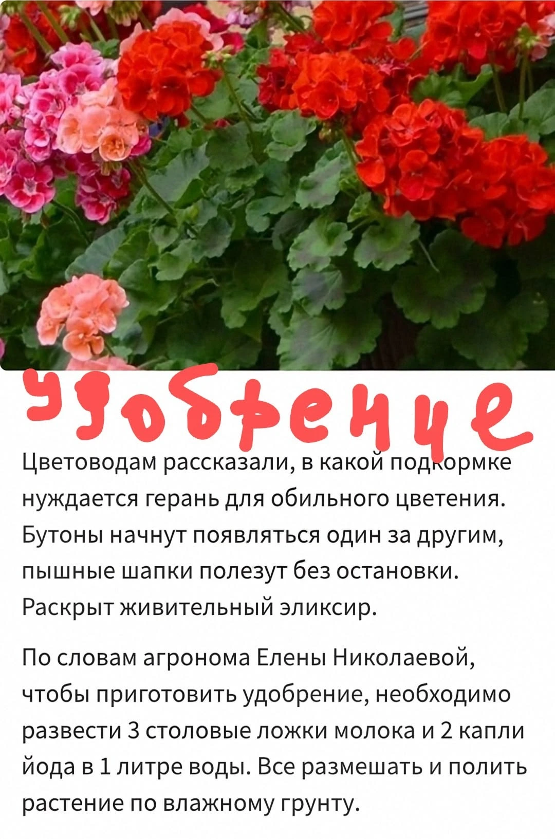 Подкормка для герани📌