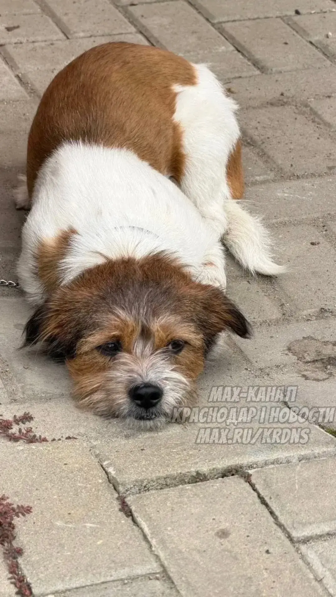 🌀😢Еще одну собаку обнаружили привязанной на улице Комарова в Краснодаре
