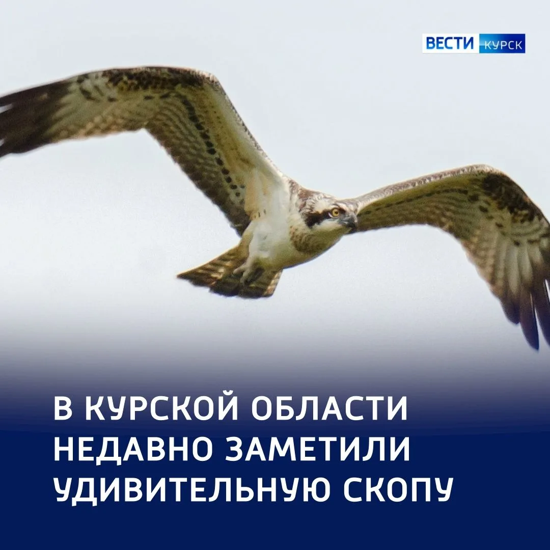 🦅 Гидродинамика в перьях: секреты скопы