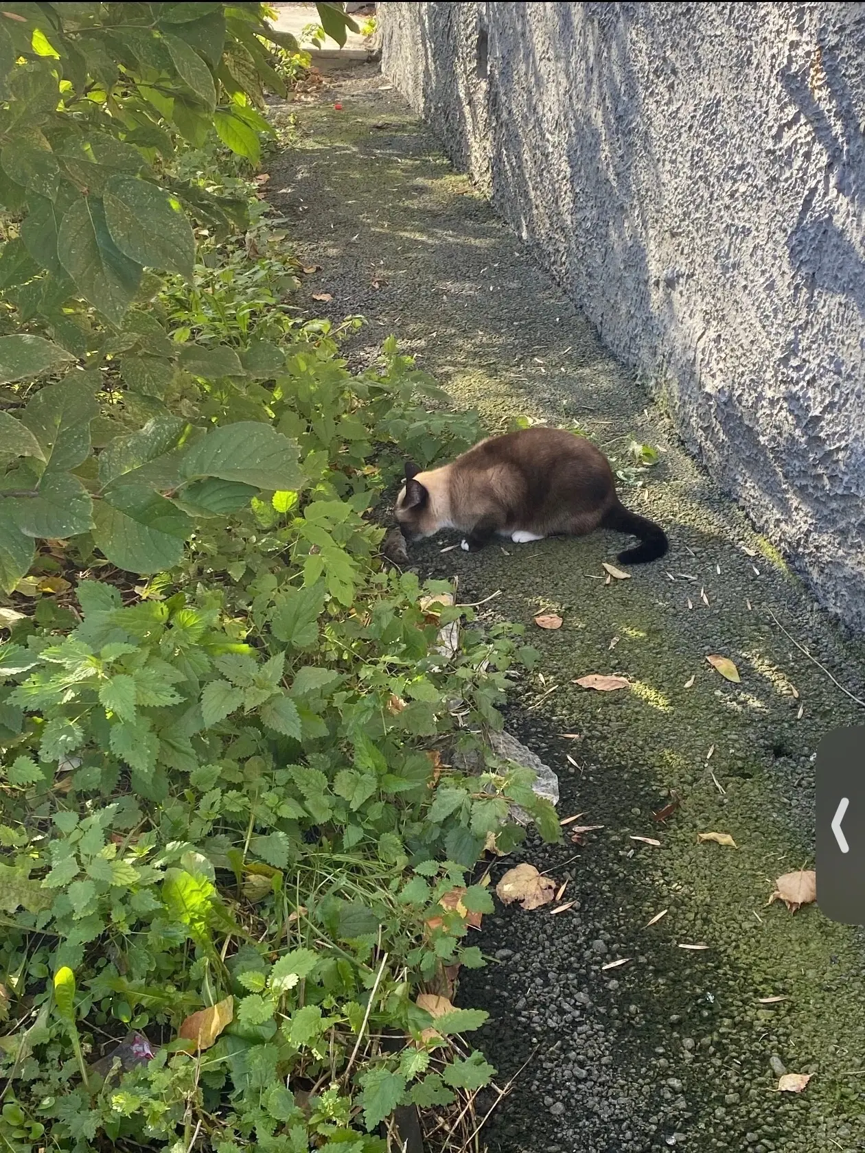 Замечена тайская кот/кошка , окраса колор-пойнт / коричневый. ( Екатеринбург , Уралмаш)