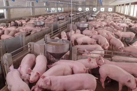 Свиноводство укрупняется: число предприятий снизилось на 5,8%, а доля топ-20 выросла до...