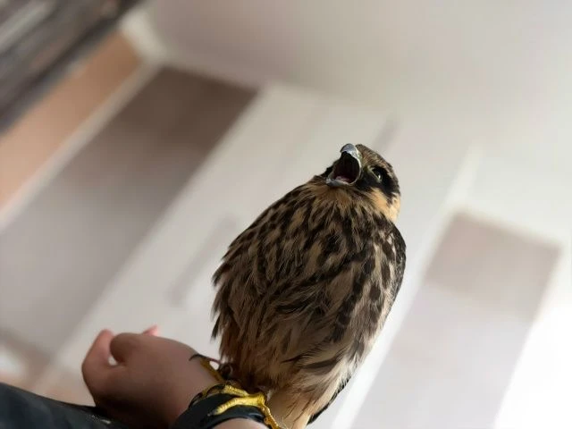 🎤🦅 Кажется, у нас тут новая звезда оперной сцены!