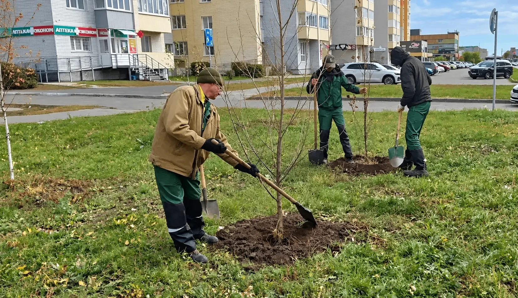 🌳 В Барнауле продолжается высадка деревьев и кустарников