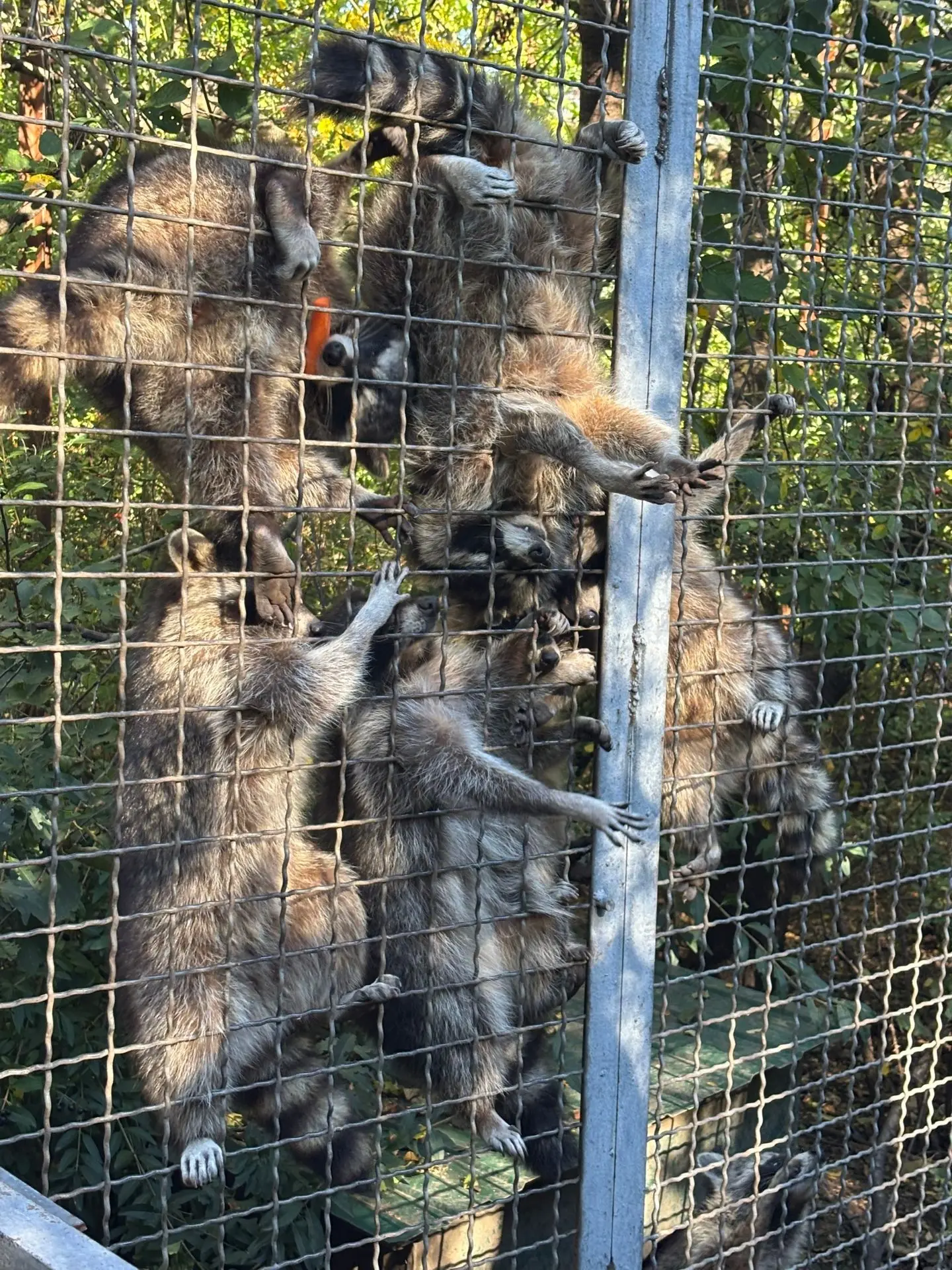 Тянут лапки лапусики) Парк львов Тайган ❤️