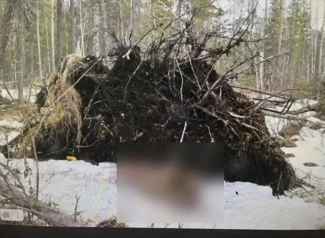 В Омской области сельчане безжалостно застрелил самку лося