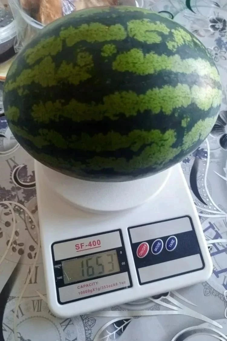 🍉 В округе выросли крупные арбузы, сообщает ИА "Чукотка"