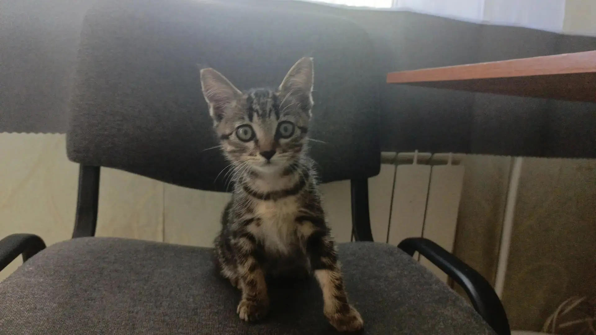 Отдаю кота  самовыезд.