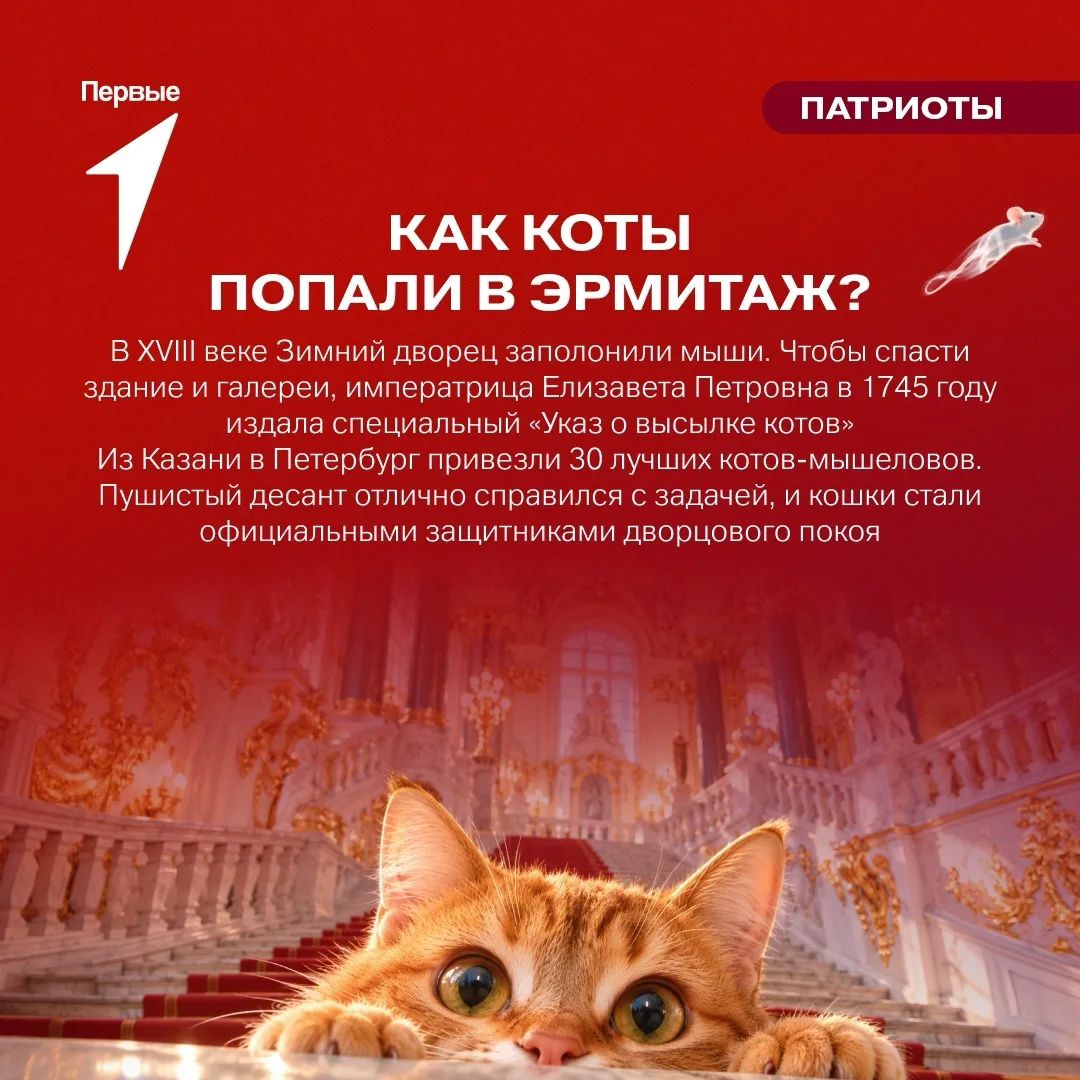 🐈 В Эрмитаже работают пушистые четырёхлапые сотрудники!