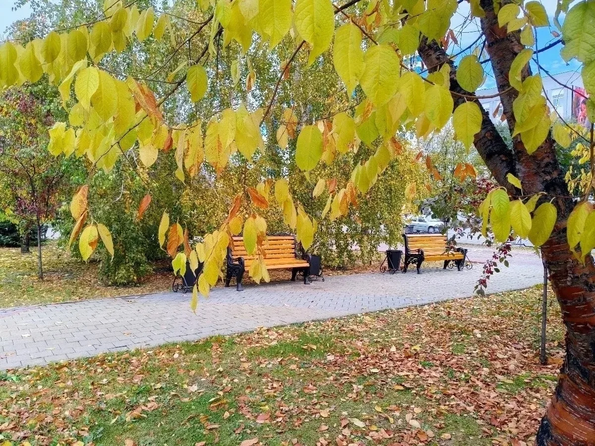 Листья, прохлада, тишина — такая осень на Текутьевском 🍁